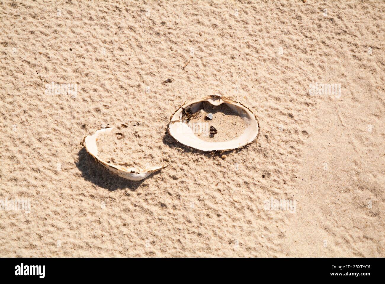 AN LAND gewaschen: Vom Atlantik eingespülte Muscheln liegen an einem Sandstrand. Stockfoto