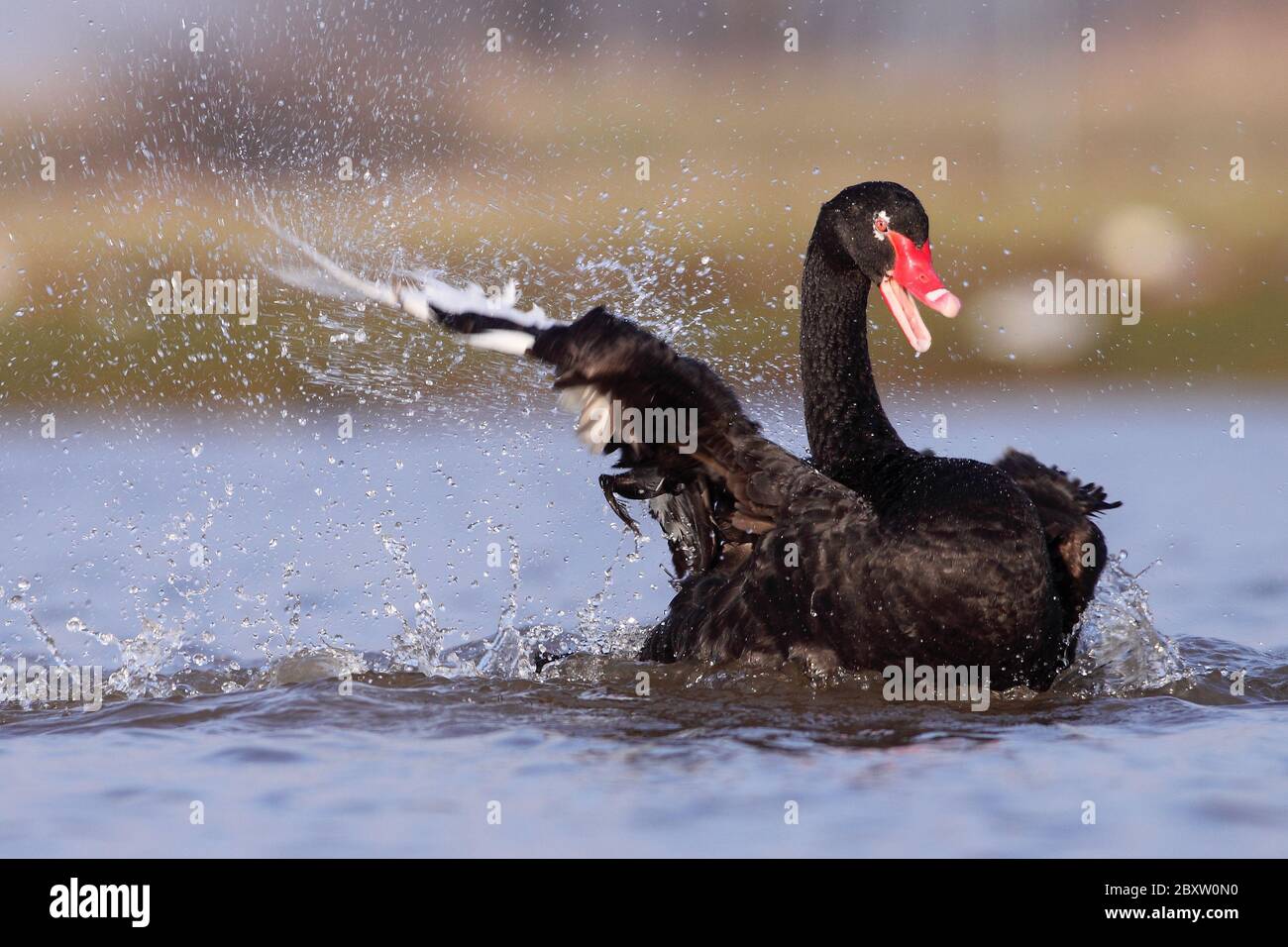 Australischer Trauerschwan Stockfoto