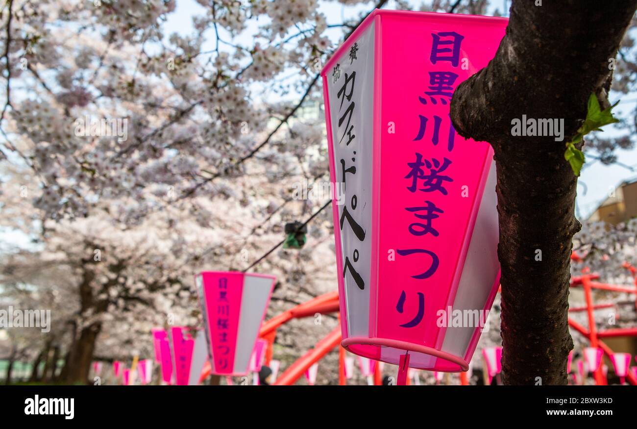Papierlaterne mit japanischen Schriftzeichen während der Kirschblütensaison in Tokio, Japan. Stockfoto