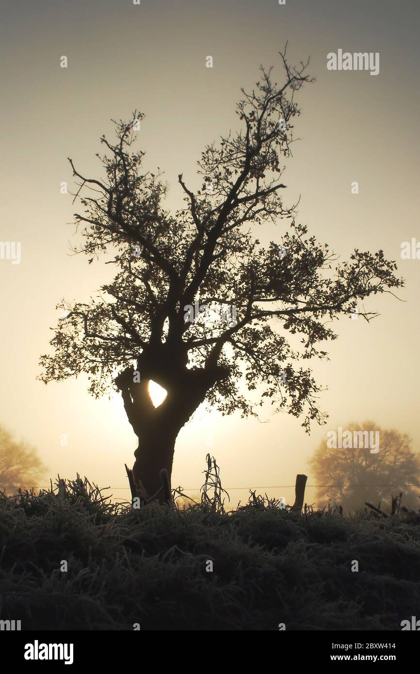 Baum im Morgennebel am Niederrhein Stockfoto