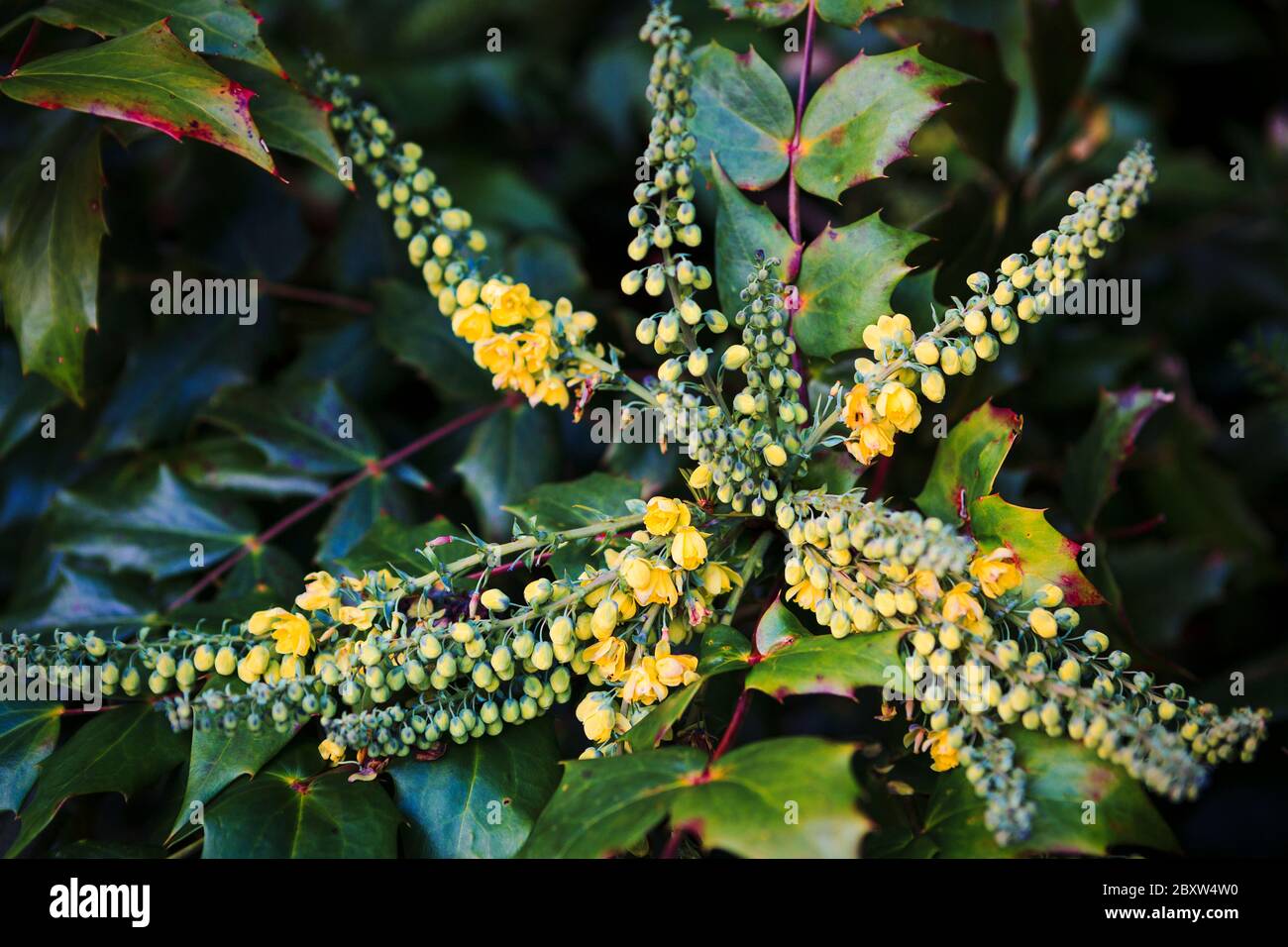 Nahaufnahme von aufkeimenden gelben Blüten auf dem immergrünen Strauch, Mahonia Japonica Stockfoto