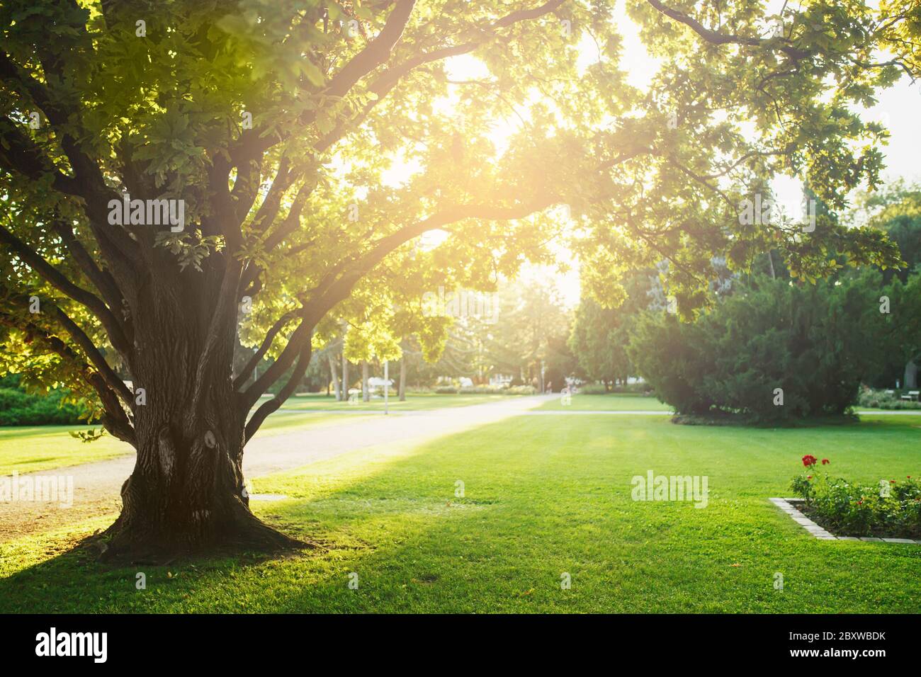 Pfad in leeren Sonnenschein grünen Park bei Sonnenuntergang, ruhige Szene, keine Menschen Stockfoto