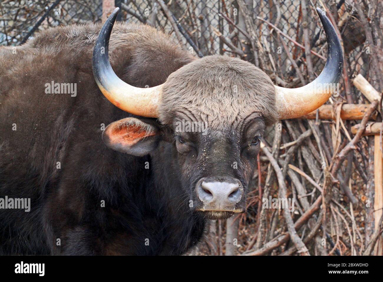 Bos gaurus. Der Kaur ist das größte Rind und stammt aus Südasien und Südostasien. Stockfoto