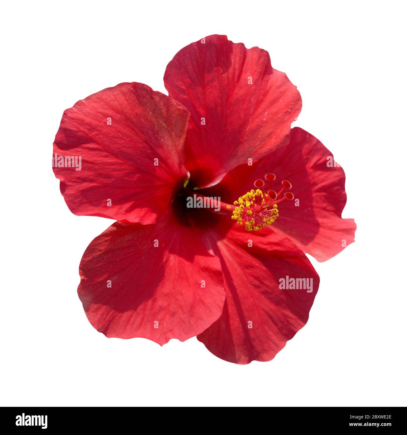 Hibiscus Rosa sinensis Stockfoto