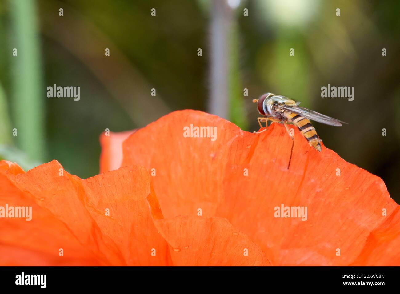 Winzige Schweben, Fliegen oder Blume fliegen Latin Eupeodes volucris, Familie Syrphidae Fütterung auf ein gemeinsames Mohn Blütenblatt Latin papver Klatschmohn im Frühling sehr nah bis Stockfoto