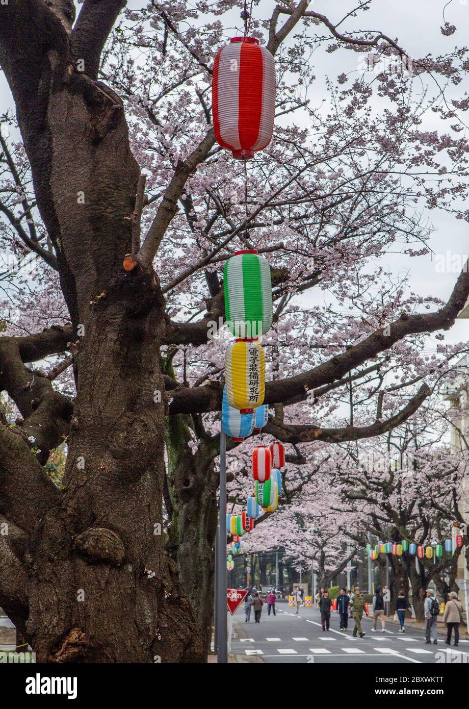 Papierlaterne mit japanischen Schriftzeichen während der Kirschblütensaison in Tokio, Japan. Stockfoto