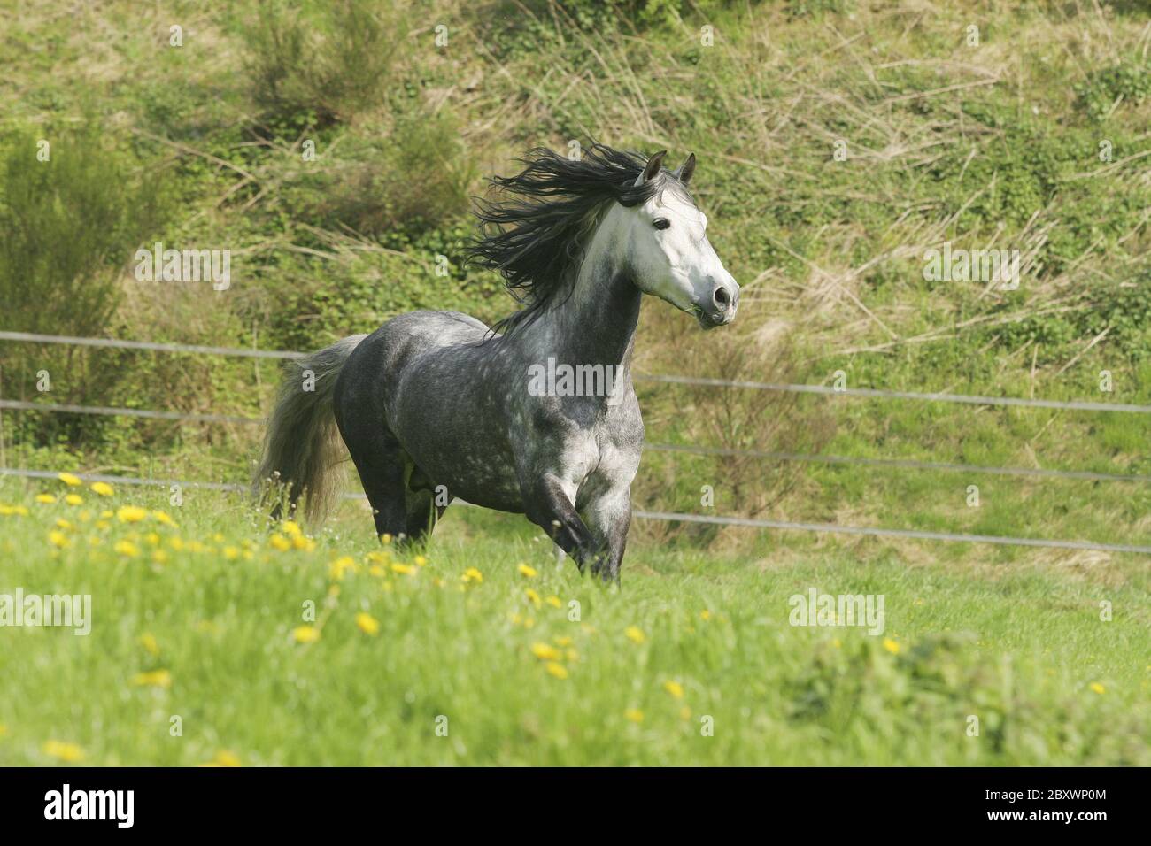Andalusisches Pferd, Pura Raza Espanola Stockfoto