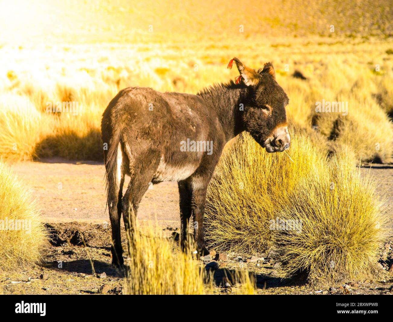 Schwarzer Esel mit roten Quasten an Ohren auf Anden Altiplano, Bolivien, Südamerika Stockfoto