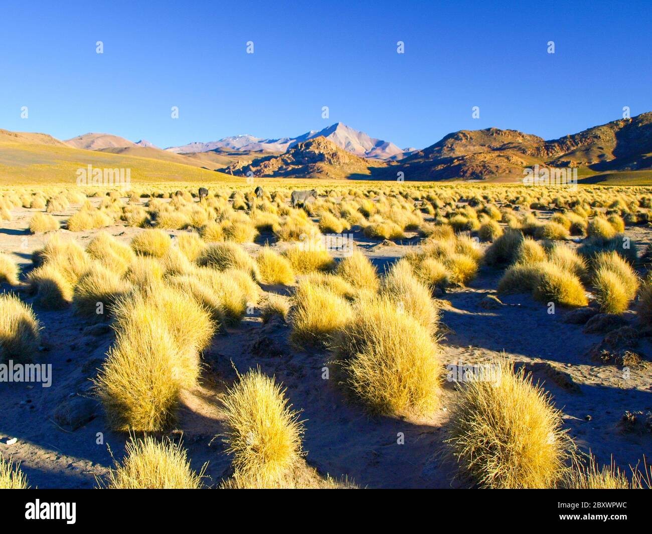 Hohe Gipfel und typische Grasklumpen in der Cordillera de Lipez, Anden Altiplano, Bolivien, Südamerika. Stockfoto