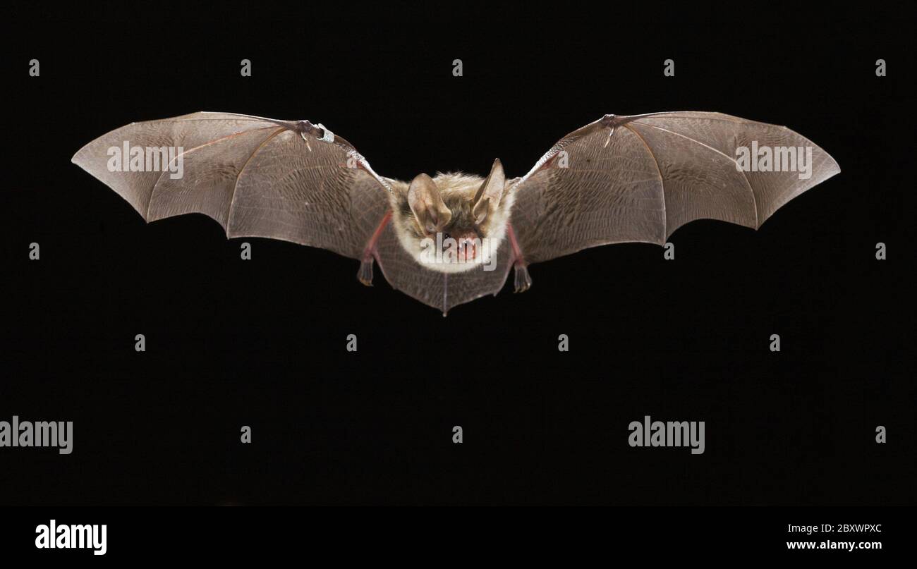 Myotis bechsteinii, bechsteins Fledermaus Stockfoto