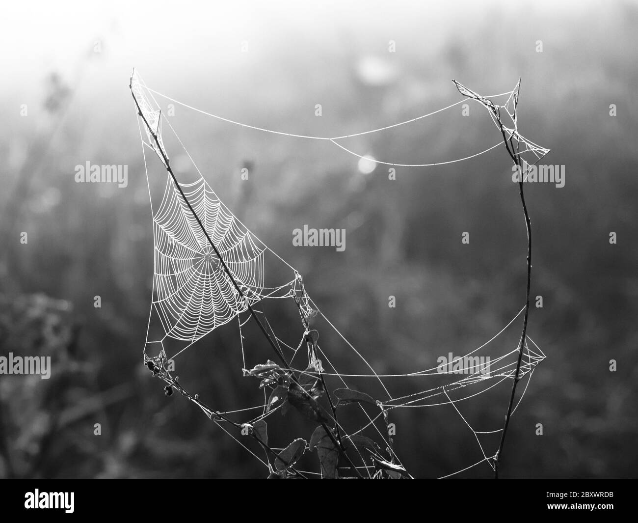 Triagle Spinnennetz auf einer Wiese beleuchtet von aufgehender Sonne, schwarz-weiß Bild Stockfoto