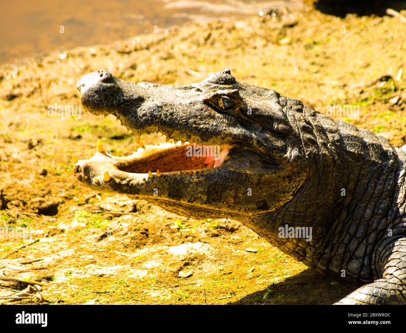 Alligator mit offenem Mund, Nahaufnahme der Profilansicht, Amazonien Stockfoto