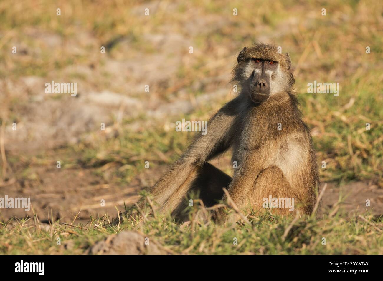 Gelber Pavian, Papio cynocephalus, afrika Stockfoto