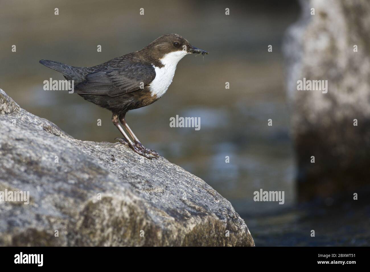 Dipper, (Cinclus cinclus), Deutschland, Vogel, Vögel, singvogel Stockfoto