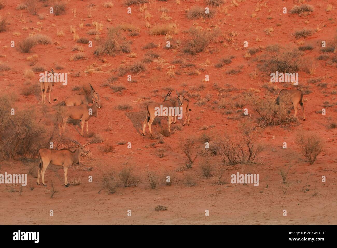Eland - Herde - Kalahari-Südafrika Stockfoto