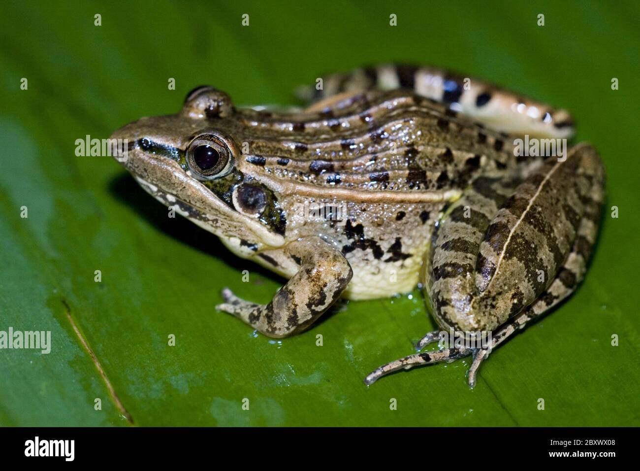 Ptychadena mascareniensis, Mascarene geriffelt Frosch Stockfoto