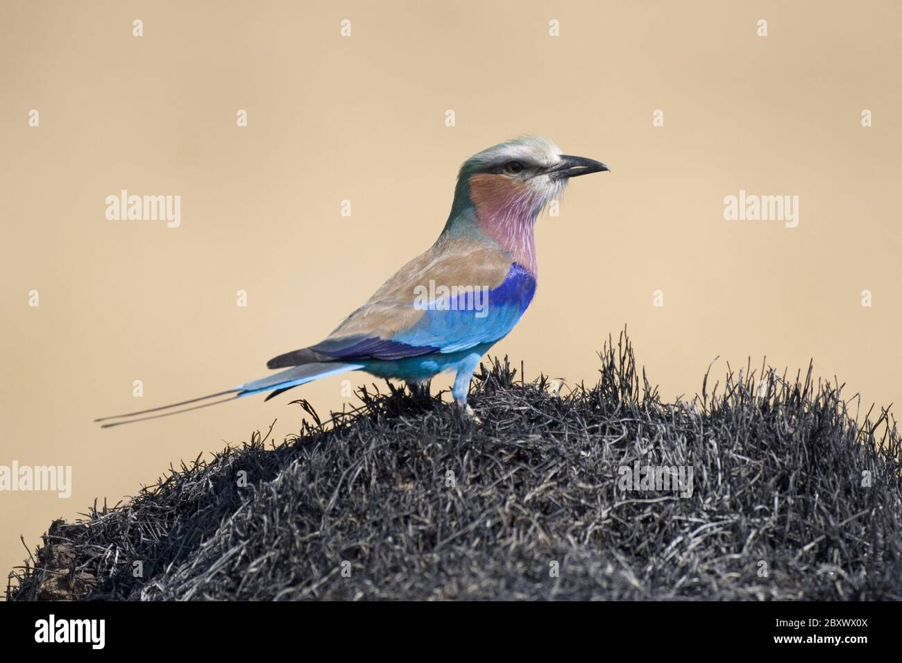 Fliederwalze, Coracias caudatus Stockfoto