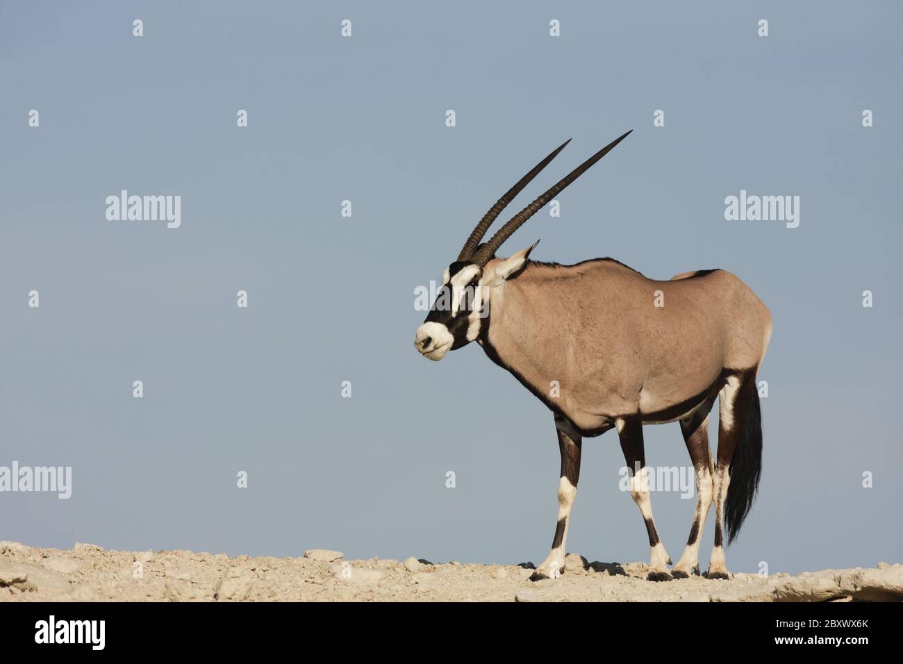 Gemsbok, Kalahari, Südafrika Stockfoto