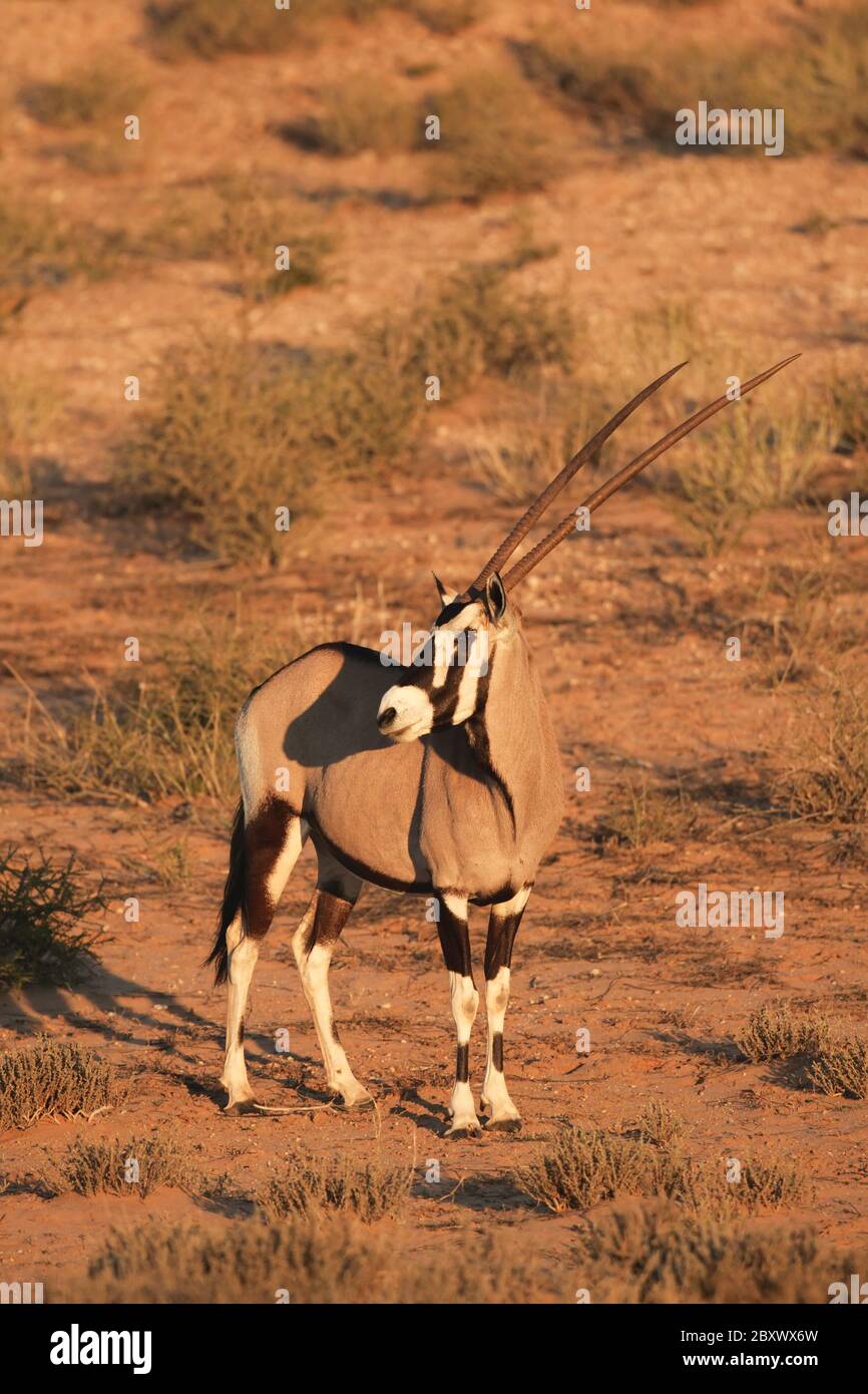 Gemsbok, Kalahari, Südafrika Stockfoto