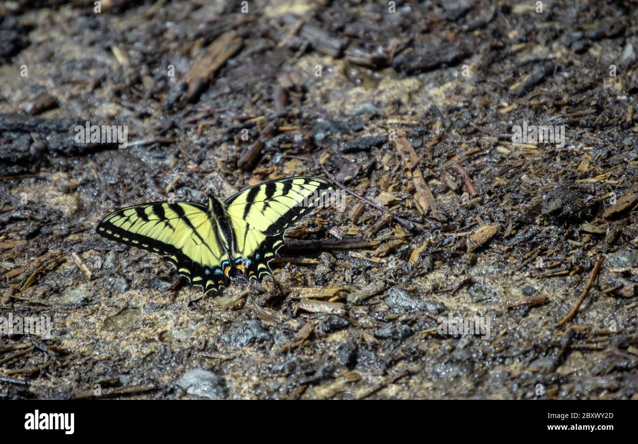 Schöne Details sind auf dieser dorsalen Ansicht eines gelben Eastern Tiger Swallowtail Schmetterling zu sehen, wie es auf einem hässlichen dunklen Hintergrund ruht. Bokeh. Stockfoto