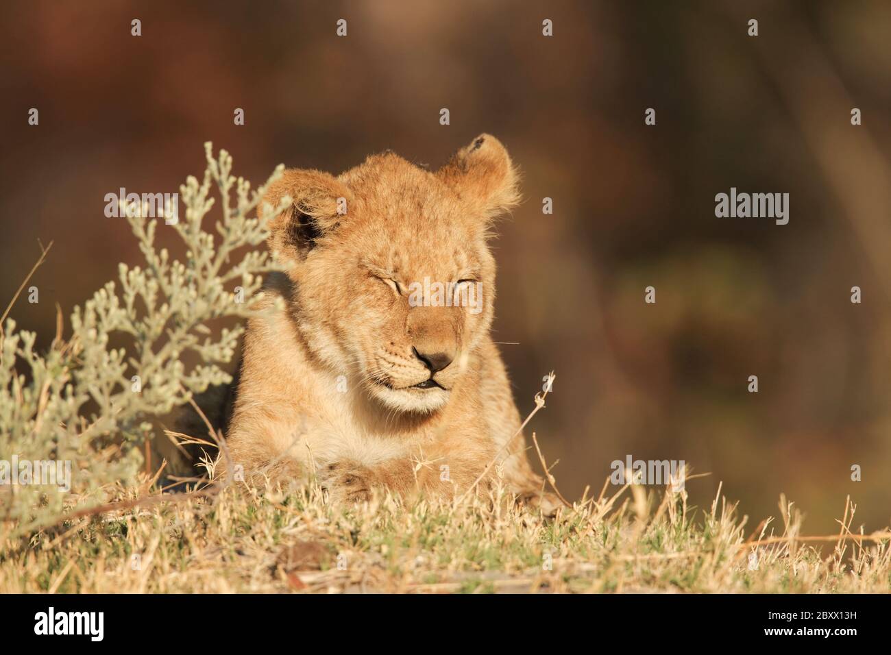 Junge Löwen, Kalahari, Südafrika Stockfoto
