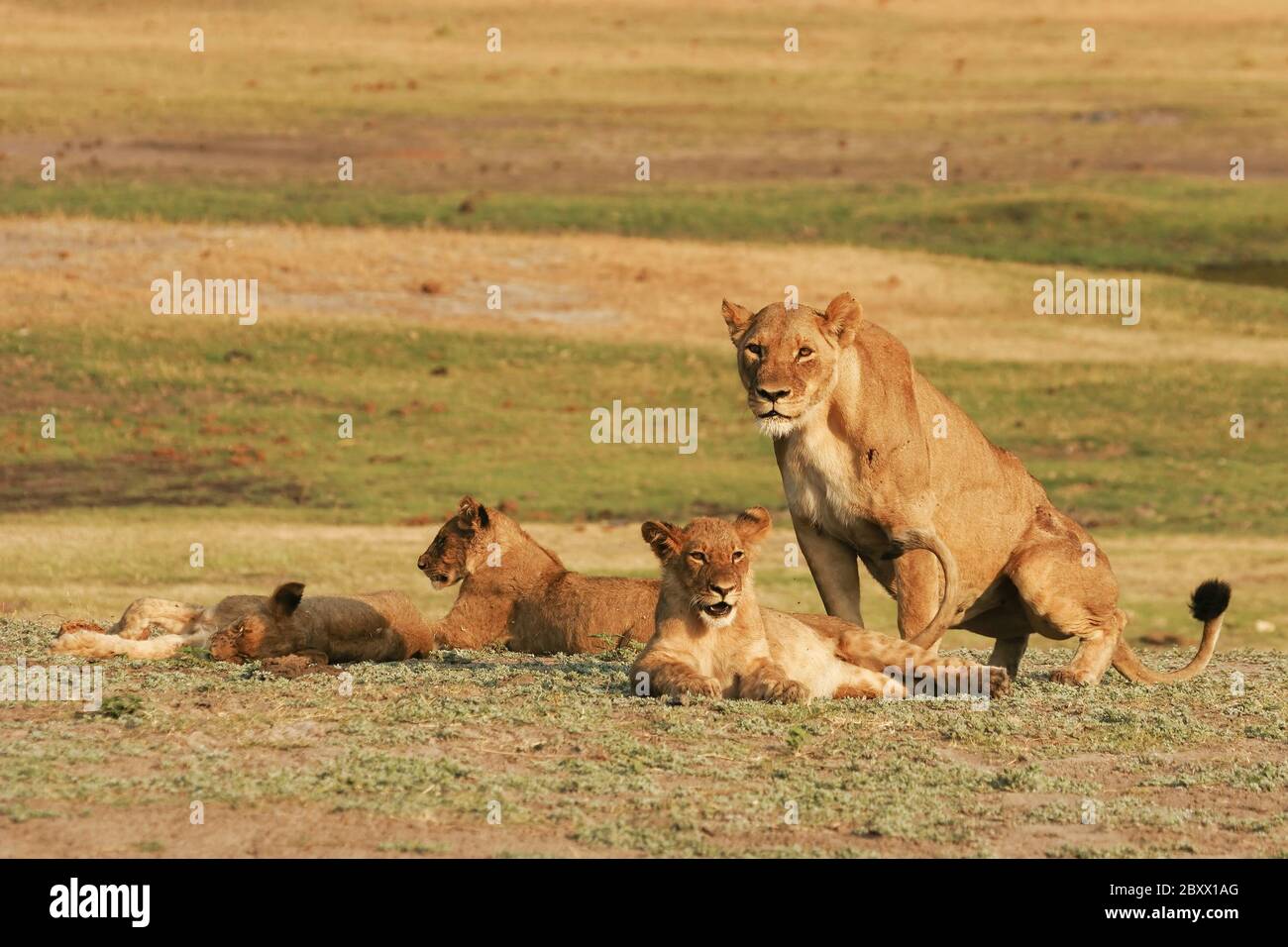 Junge Löwen, Kalahari, Südafrika Stockfoto