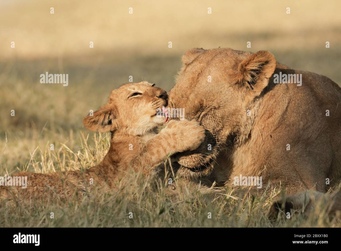 Junge Löwen, Kalahari, Südafrika Stockfoto