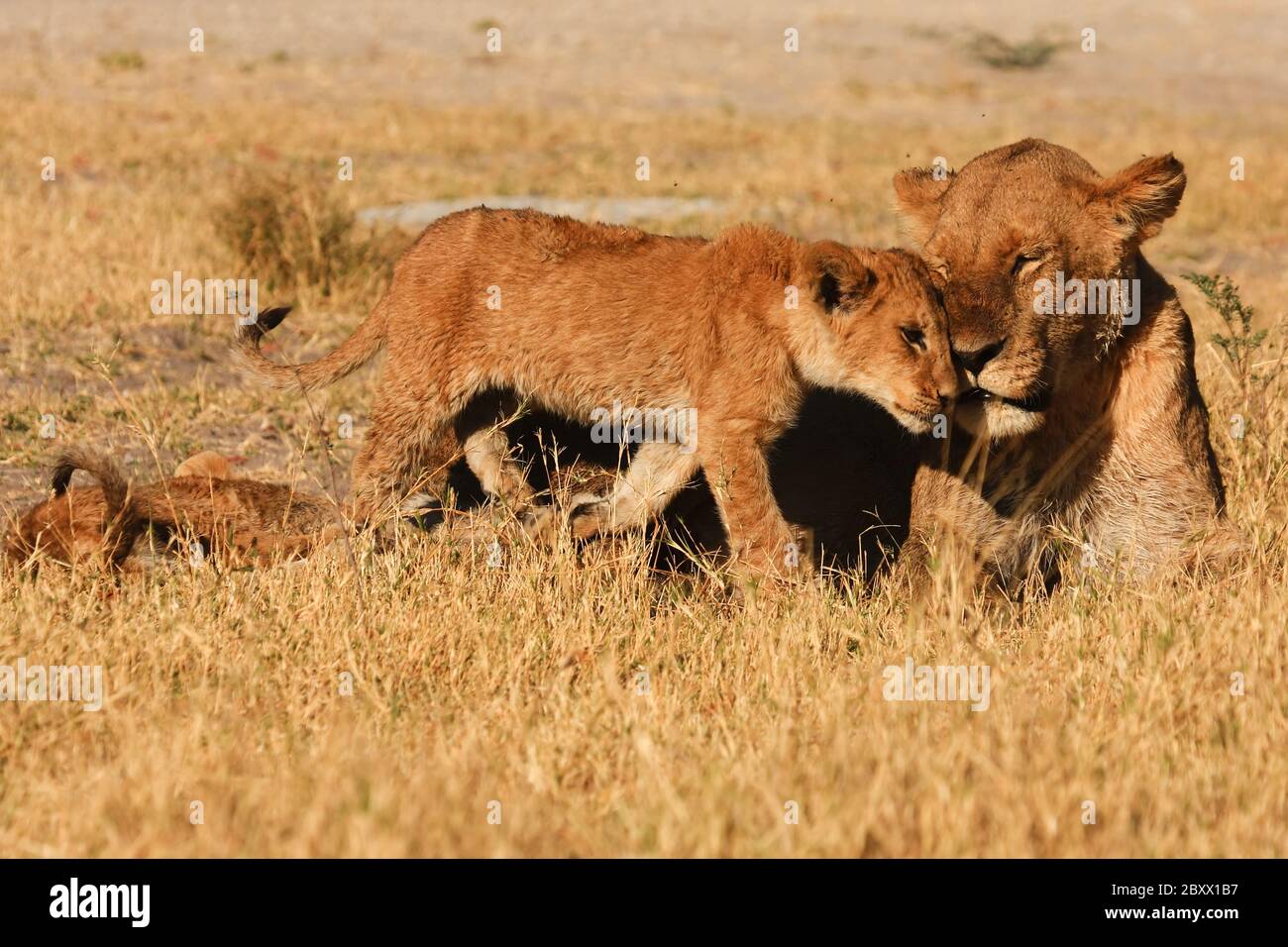 Junge Löwen, Kalahari, Südafrika Stockfoto