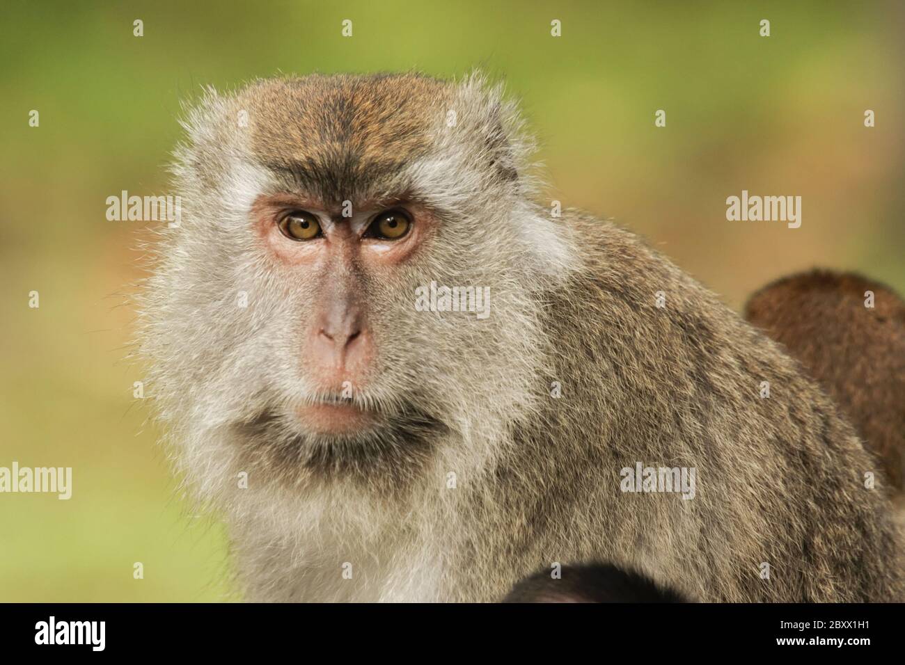 Cynomolgus-Affe oder Krabbenfressende Makaken [Macaca fascicularis] Stockfoto