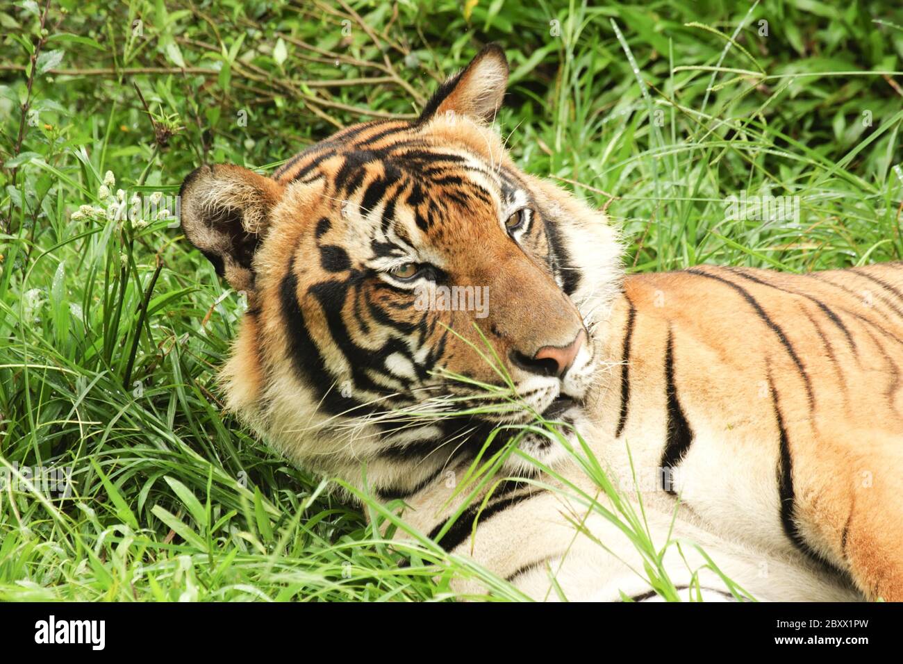 Malaysischer Tiger, Borneo, Malaysia Stockfoto