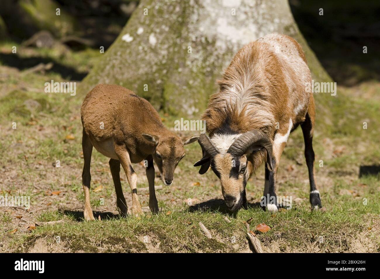 Ovis ammon Musimon, Mouflon Stockfoto