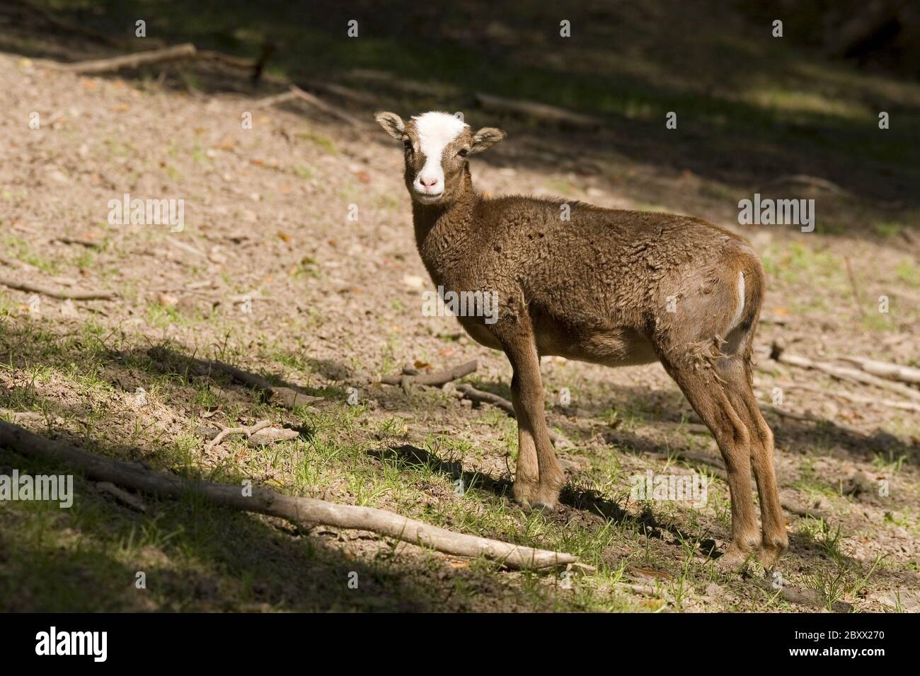 Ovis ammon Musimon, Mouflon Stockfoto