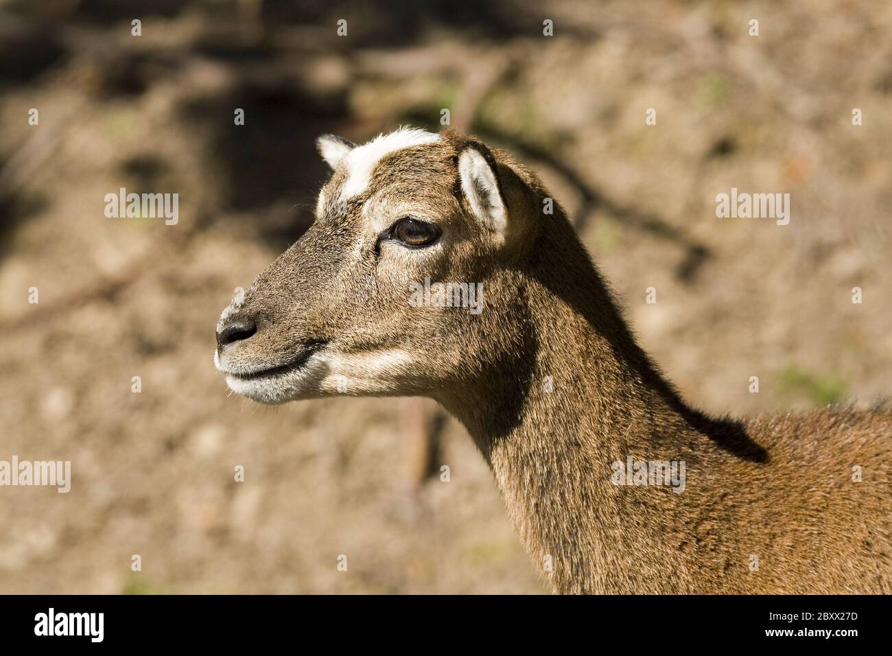 Ovis ammon Musimon, Mouflon Stockfoto