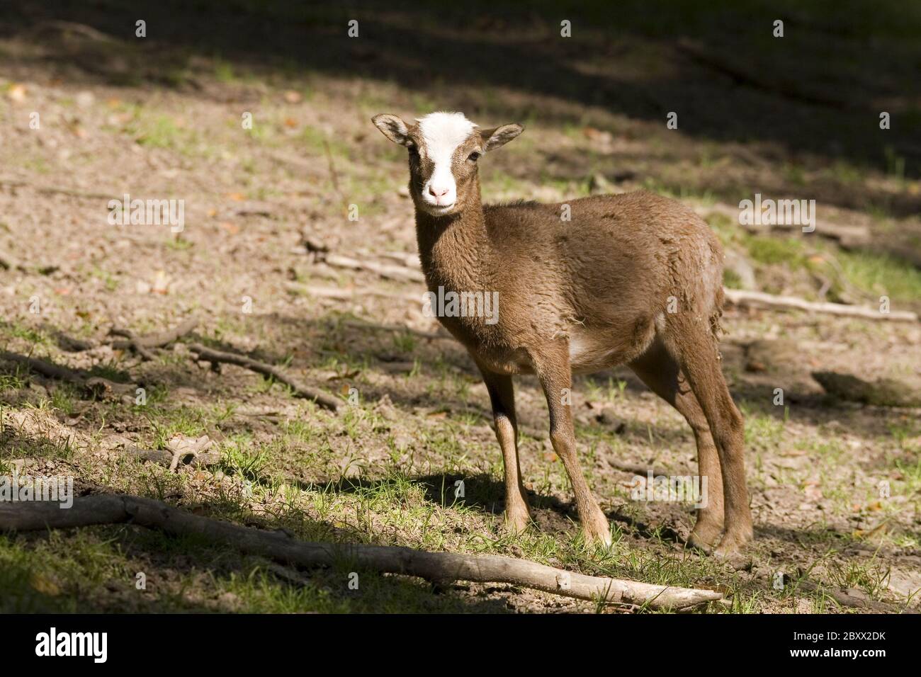 Ovis ammon Musimon, Mouflon Stockfoto