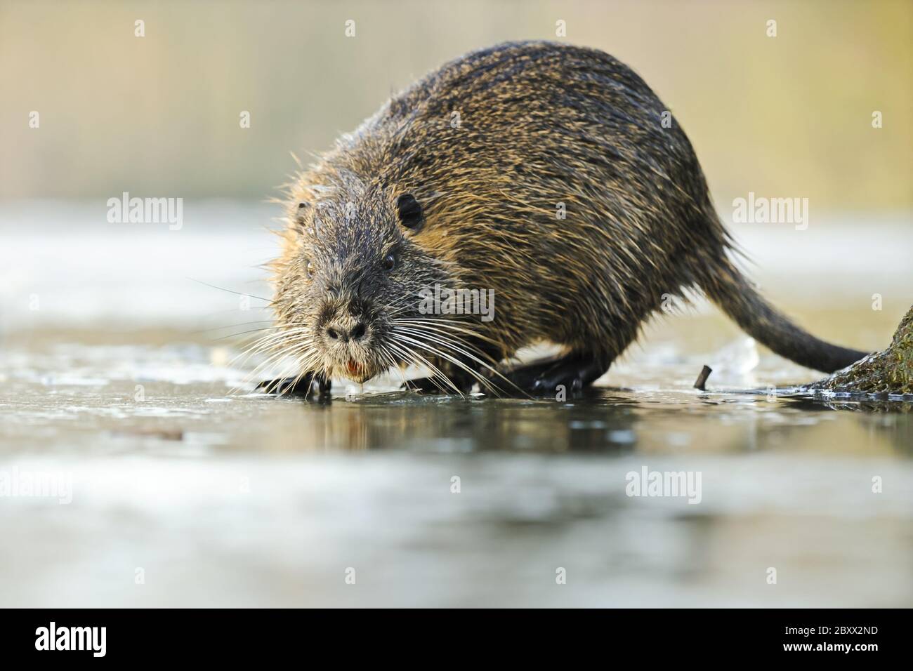 Nutria, Myocastor-coypus, Deutschland Stockfoto