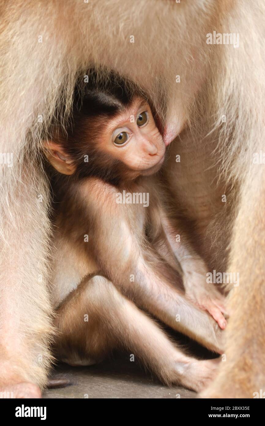Schweinerbmakaken, Baby, Borneo, Malaysia Stockfoto