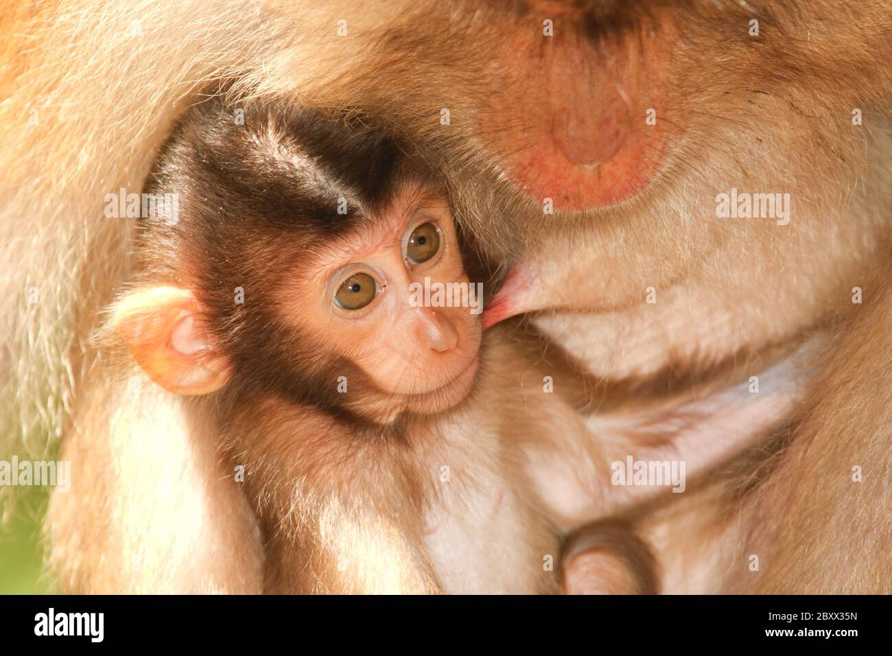 Schweinerbmakaken, Baby, Borneo, Malaysia Stockfoto