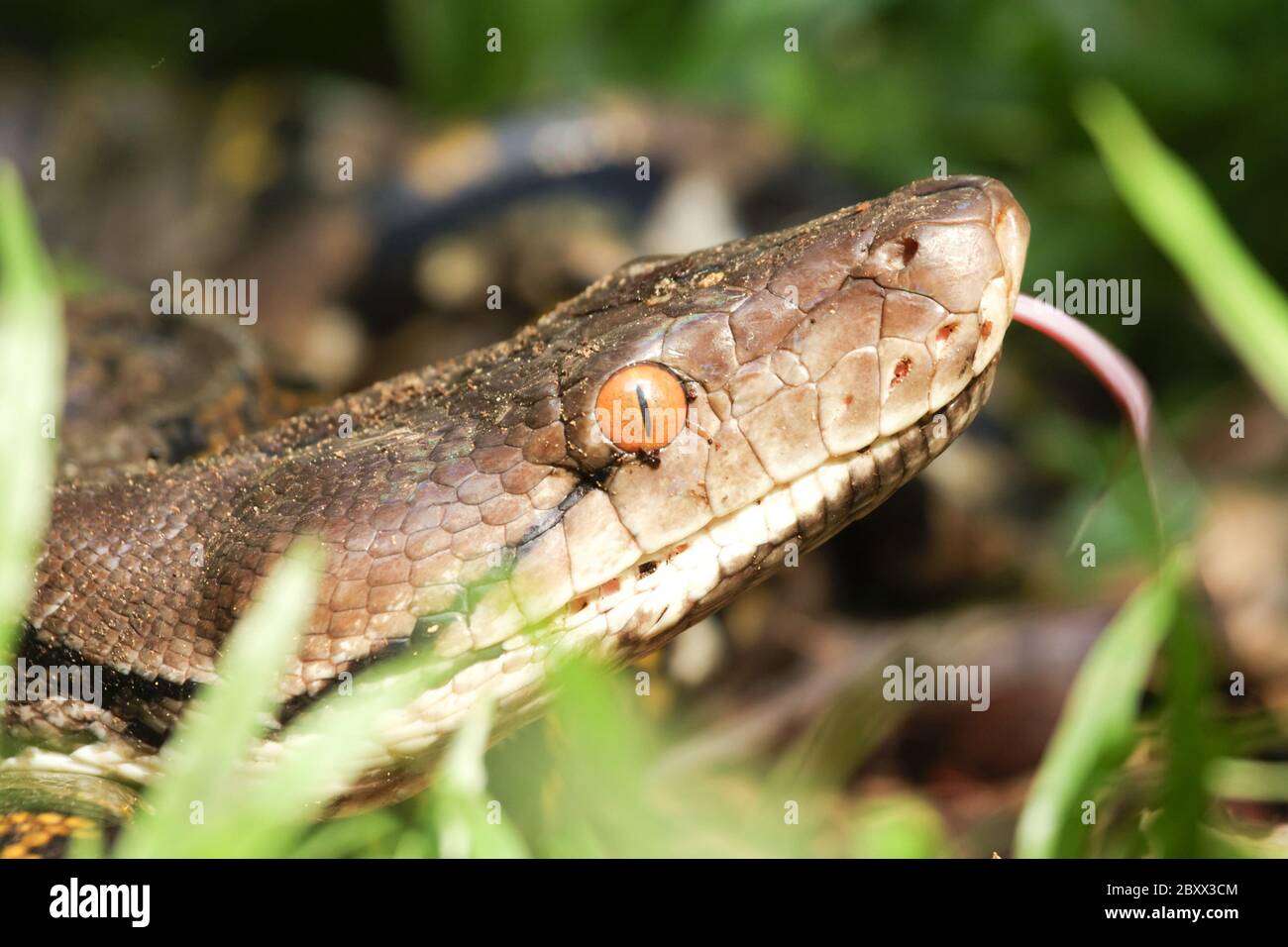 Reticulated Python, Borneo, Malaysia Stockfoto