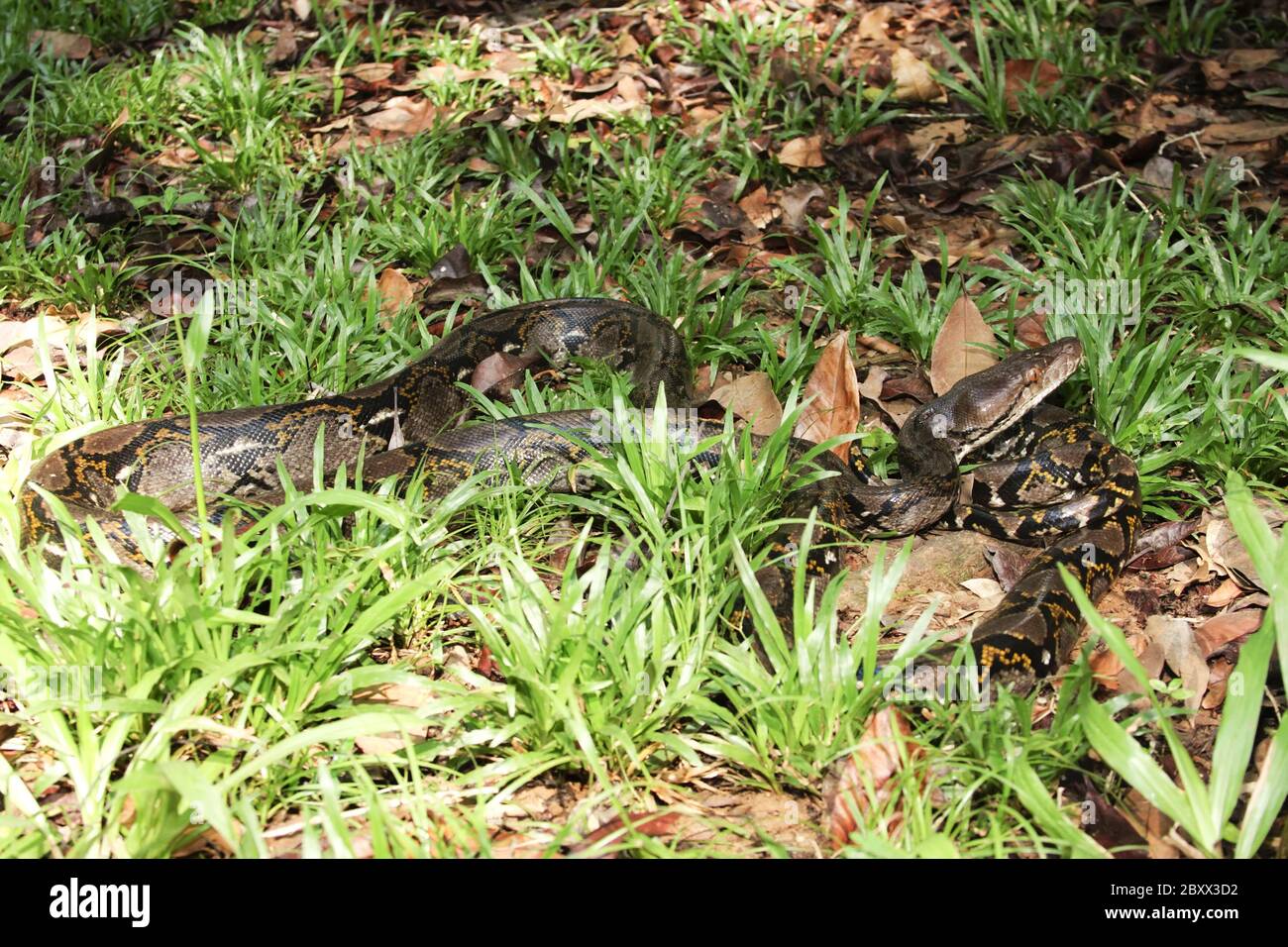 Reticulated Python, Borneo, Malaysia Stockfoto
