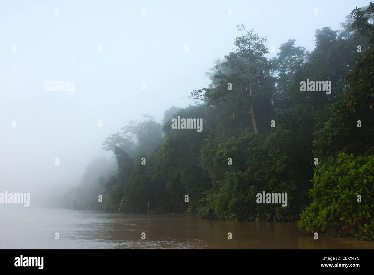 Nebel-Nebel-Sungai Kinabatangan-Malaysia Stockfoto