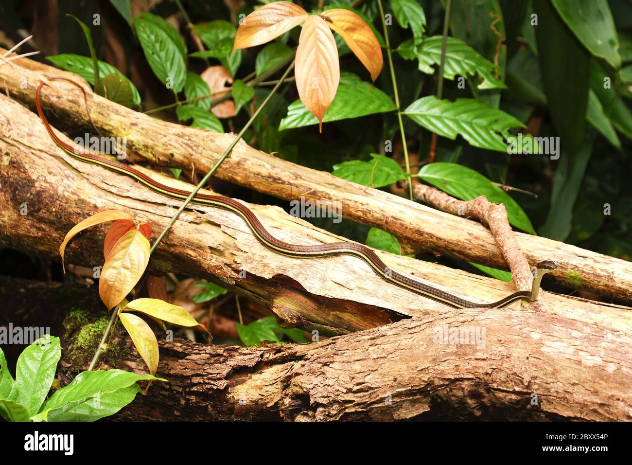 Gestreifte Bronzeback-Gestüfte Bronzenatter-Malaysia Stockfoto