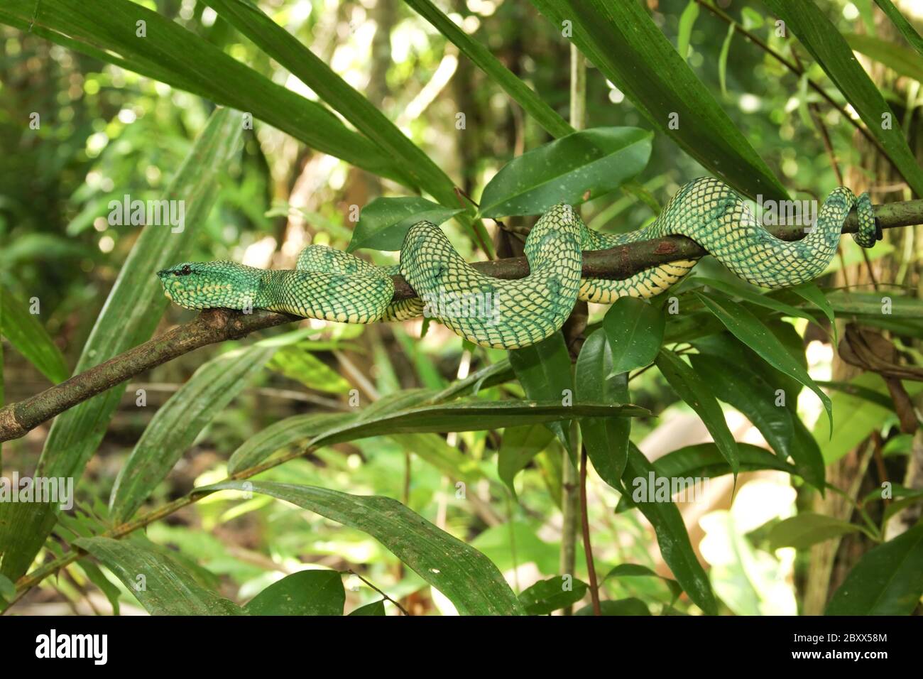 Waglers Pit Viper, Regenwald, Malaysia Stockfoto
