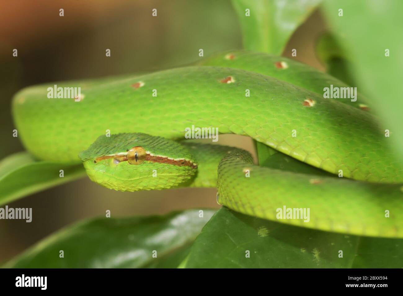 Waglers Pit Viper, Regenwald, Malaysia Stockfoto