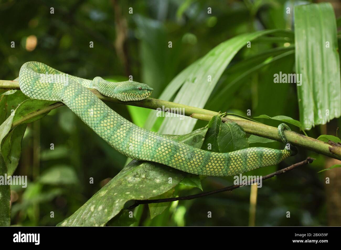 Waglers Pit Viper-Waglers Bambusotter-Malaysia Stockfoto