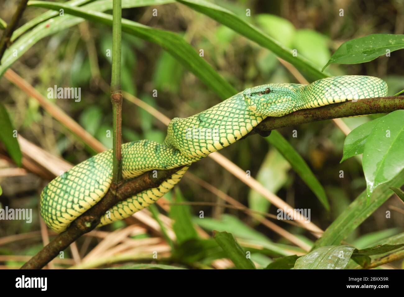 Waglers Pit Viper, Regenwald, Malaysia Stockfoto