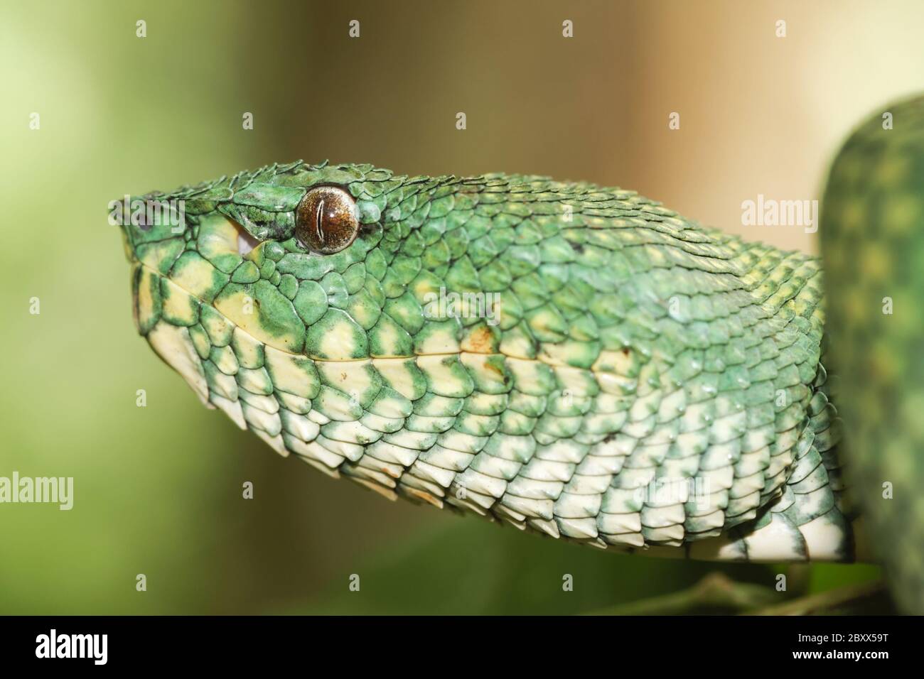 Waglers Pit Viper, Regenwald, Malaysia Stockfoto