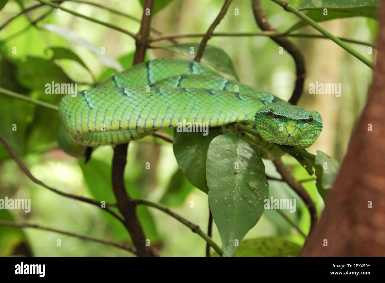 Waglers Pit Viper, Regenwald, Malaysia Stockfoto
