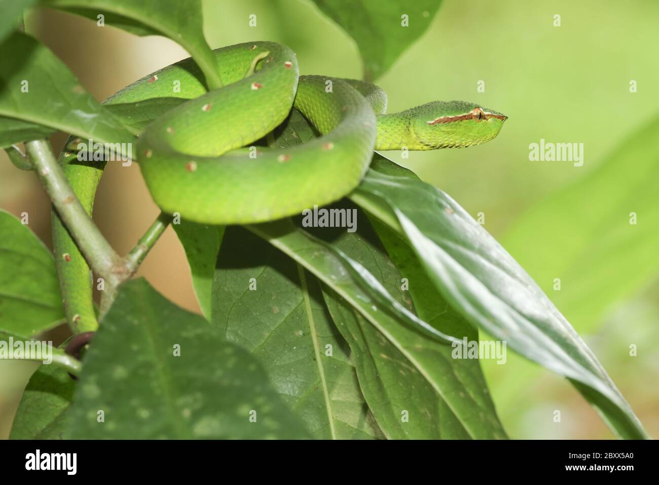 Waglers Pit Viper, Regenwald, Malaysia Stockfoto