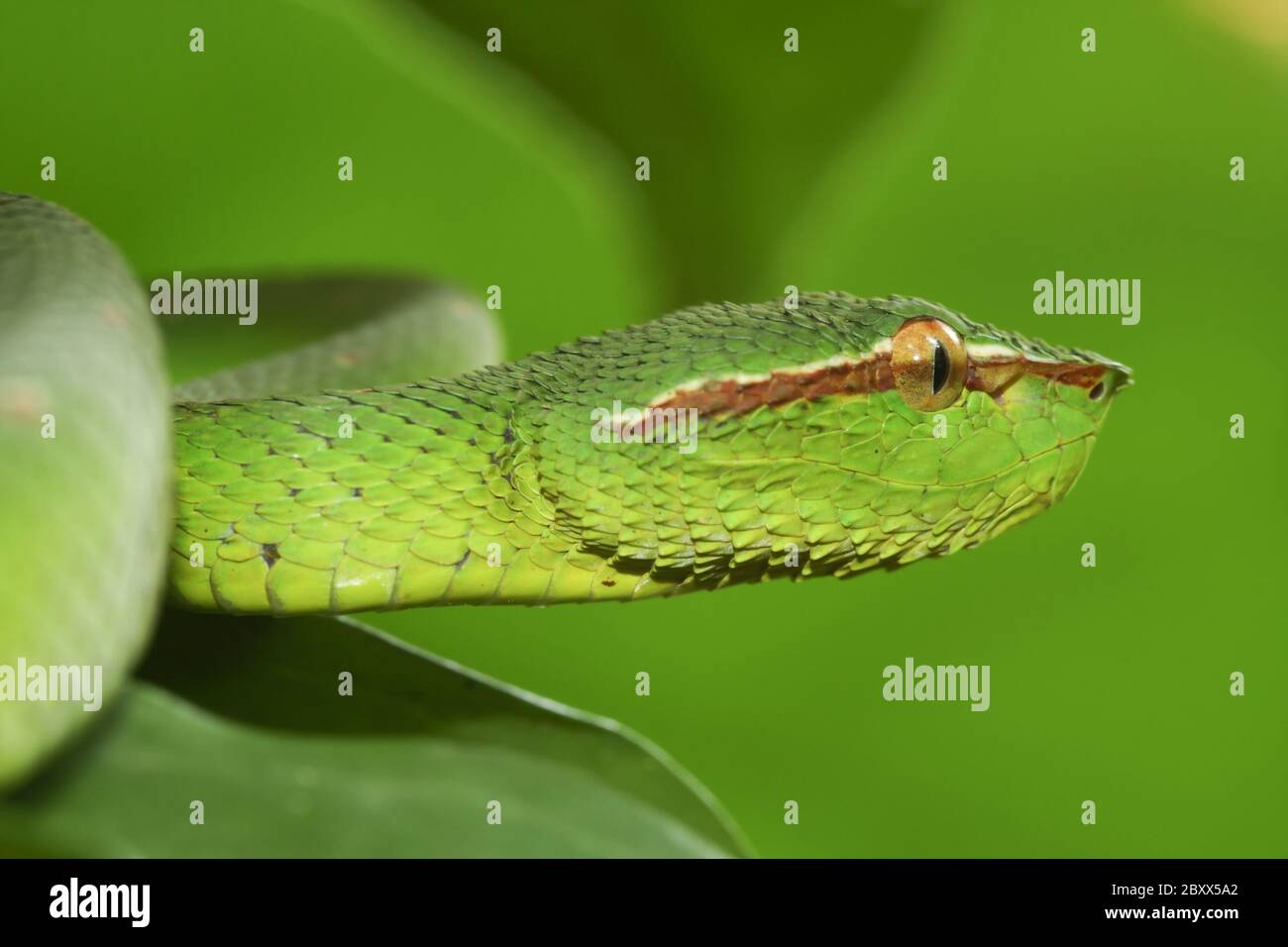 Waglers Pit Viper, Regenwald, Malaysia Stockfoto