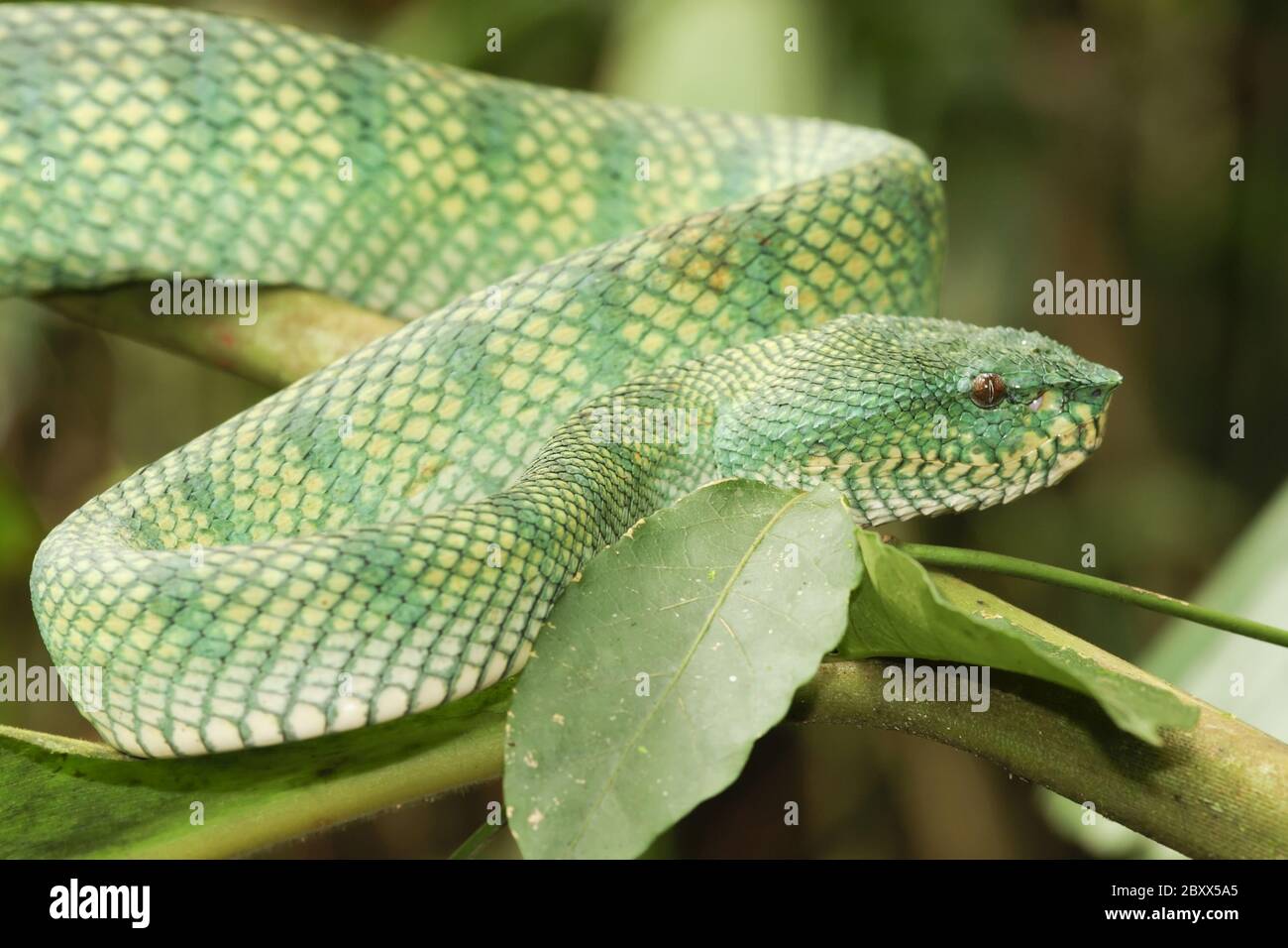 Waglers Pit Viper, Regenwald, Malaysia Stockfoto